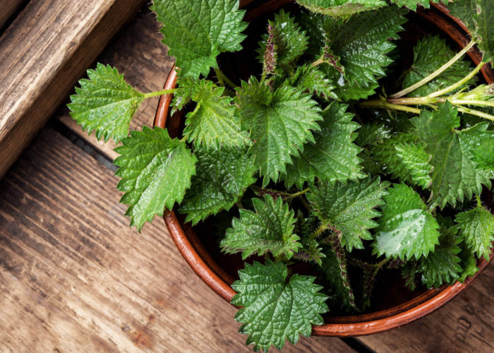 How does the nettle become an extract? 