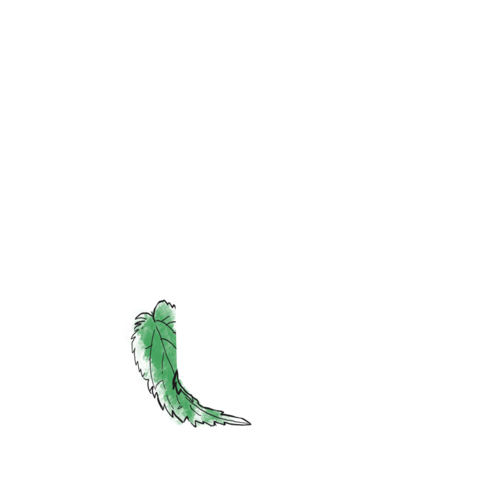 Brennnessel Blatt