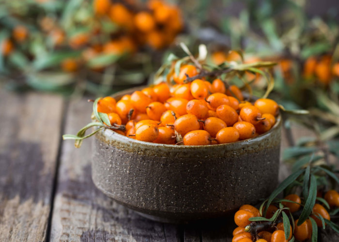 Where do sea ribwort berries come from?