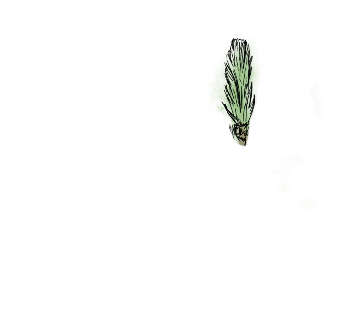 Tannenwipferl