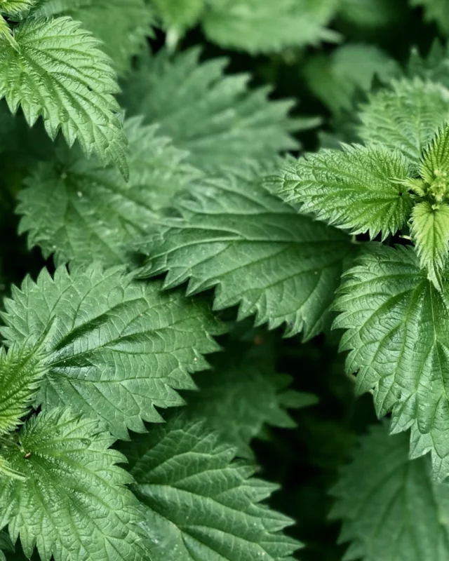 Schon dein Superfood genossen? Brennnessel und Löwenzahn schenken dir neue Frische und Leichtigkeit! 😍

#grünesuperfoods #detox #frühling #drapal #gesundheit #natürlichfit #wohlbefinden