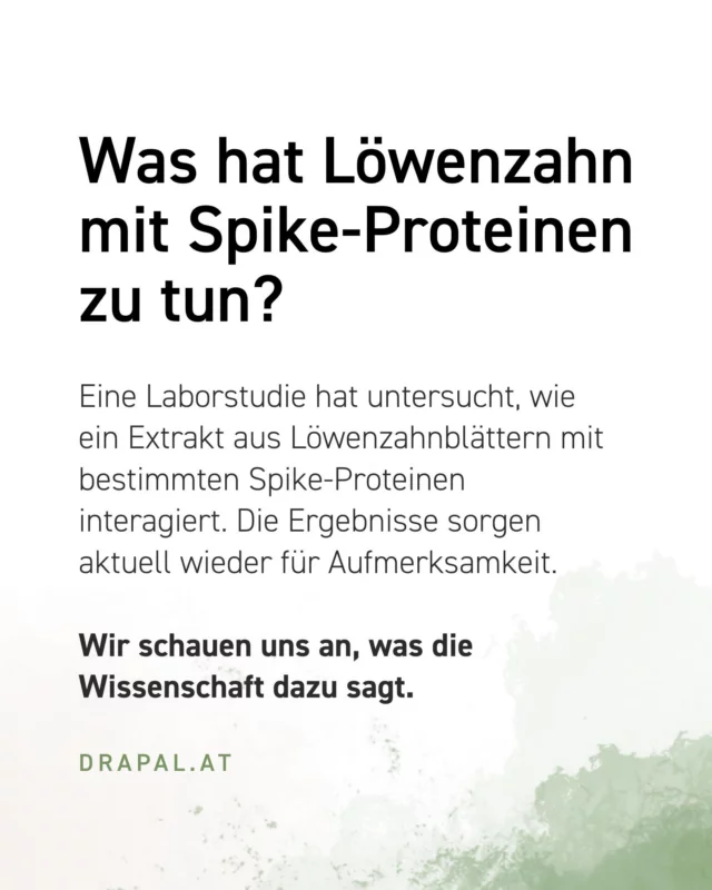 Löwenzahn und Spike-Proteine – was ist wirklich dran? 🌿 

Vielleicht ist euch aufgefallen, dass Löwenzahn aktuell verstärkt im Zusammenhang mit Spike-Proteinen diskutiert wird. Tatsächlich gibt es dafür einen wissenschaftlichen Hintergrund.

Eine Laborstudie hat untersucht, welchen Einfluss ein wässriger Extrakt aus Löwenzahnblättern auf die Bindung bestimmter SARS-CoV-2-Spike-Proteine an den ACE2-Rezeptor hat.

Wichtig dabei: Die Untersuchung fand im Labor statt, nicht am Menschen. Klinische Nachweise für eine entsprechende Wirkung im menschlichen Körper gibt es bislang nicht.

👉 Was die Studie aber zeigt: Pflanzen, die wir seit Generationen kennen und nutzen, sind auch für die moderne Forschung interessant. Der Löwenzahn ist ein gutes Beispiel dafür, wie viel wissenschaftliches Potenzial in der heimischen Pflanzenwelt noch erforscht wird. 🌱

Löwenzahn wird unabhängig davon bereits seit langer Zeit traditionell verwendet. Bei DRAPAL findet ihr ihn als Bio-Löwenzahn Pflanzensaft aus 95 % Bio-Löwenzahnblättern und Wasser.

Jetzt interessiert uns eure Meinung: Habt ihr von diesem Zusammenhang schon gehört? Wie seht ihr das Thema – spannend, skeptisch oder möchtet ihr mehr darüber erfahren? Schreibt es uns gerne in die Kommentare. 💬

#drapal #löwenzahn #pflanzenwissen #naturwissen #wissenschaft #pflanzenkraft #spikeprotein #naturprodukte #bio #taraxacumofficinale